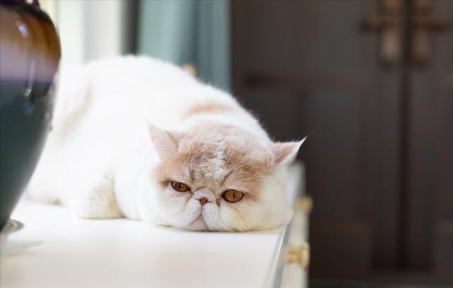 猫界最通人性的6种猫，最“通人性”的几种猫