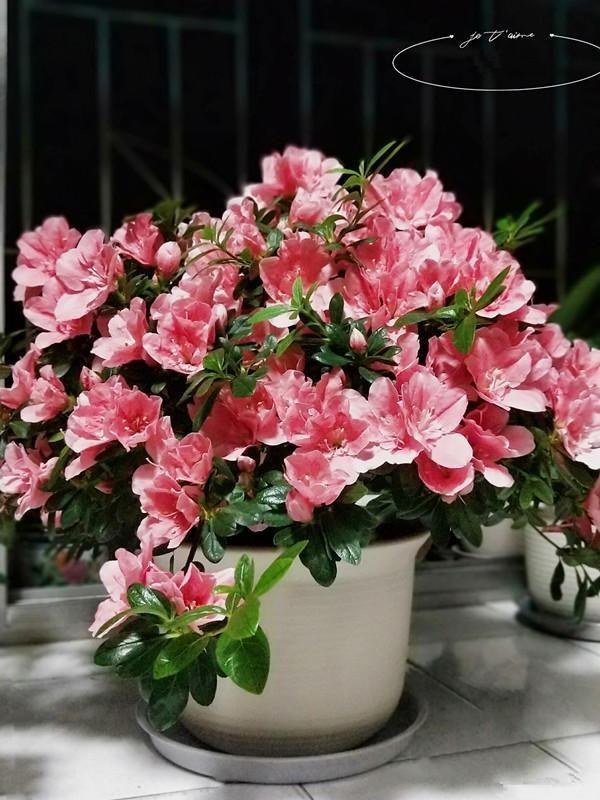 适合家里养的喜欢阳光的花，7种喜阴花