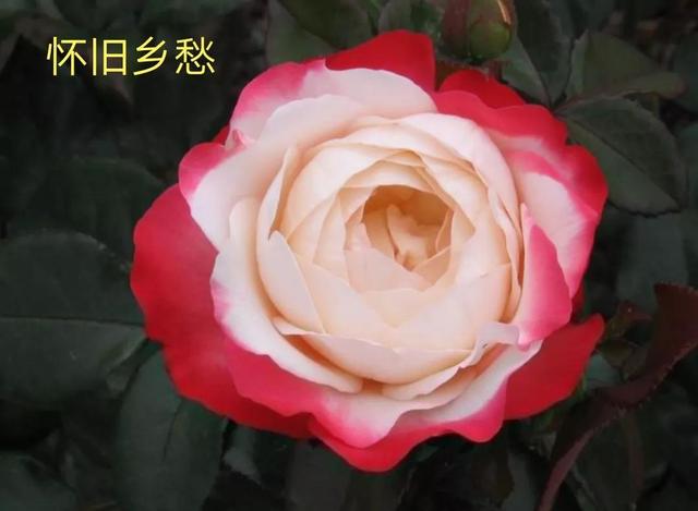 切花月季哪几个品种比较好，常见切花月季一览