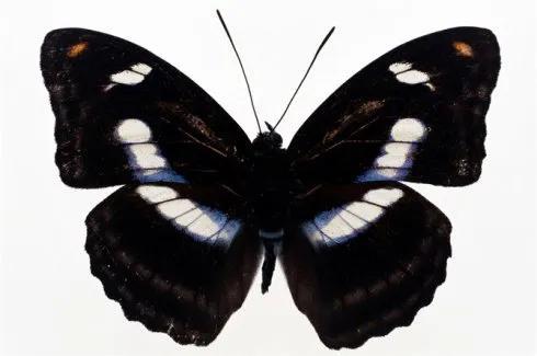 世界八大名贵蝴蝶，世界十大名贵蝴蝶
