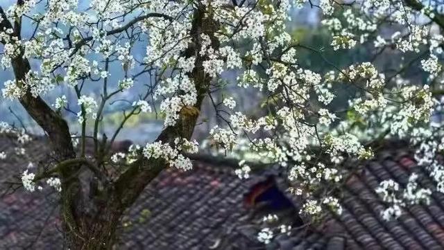 成都周边花海一日游，成都出发1h赏千亩梨花