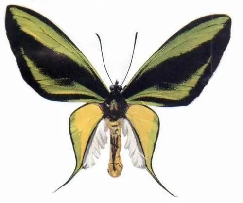 世界八大名贵蝴蝶，世界十大名贵蝴蝶