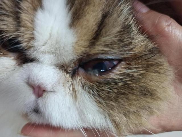 猫咪眼睛发炎症状如何区分，4种结膜炎你都了解多少