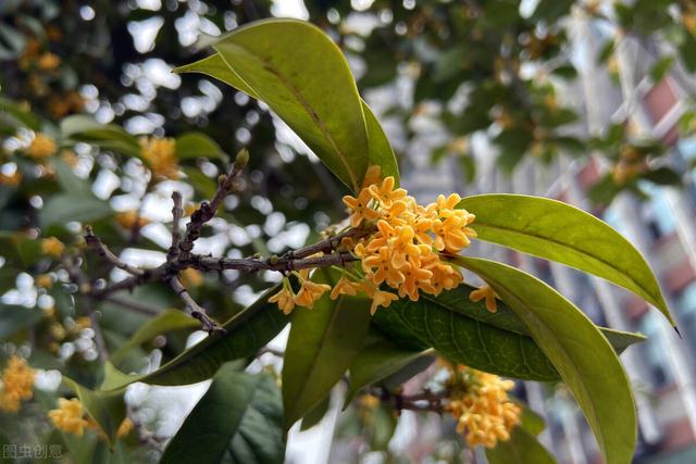 庭院种什么果树风水好，农村庭院春季种上这5种树