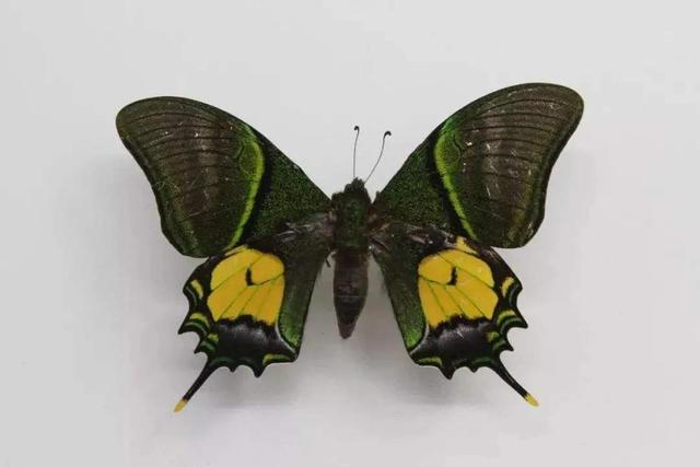 世界八大名贵蝴蝶，世界十大名贵蝴蝶