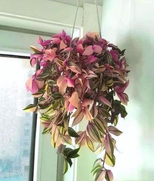 适合家里养的喜欢阳光的花，7种喜阴花