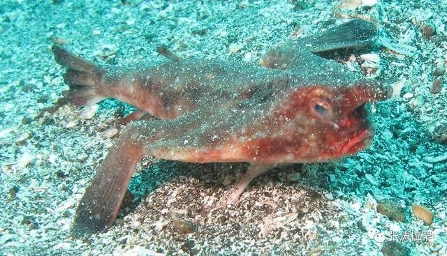 6种长相奇特的动物，千奇百怪一眼销魂