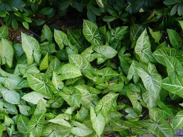 花卉图片及名称大全，常见绿植花卉及名称大全（100种常见花图鉴）