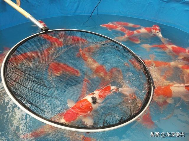 锦鲤各品种的寓意和象征，锦鲤品类介绍<一>