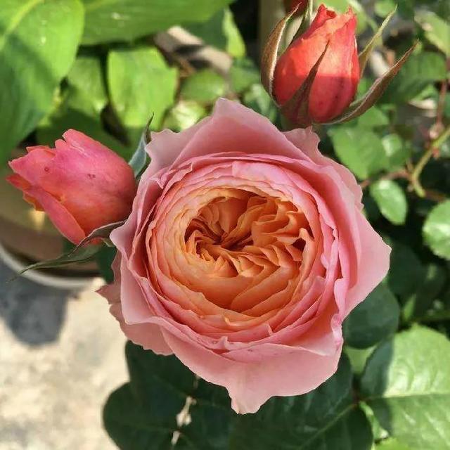 必养九种月季，值得入手的月季清单