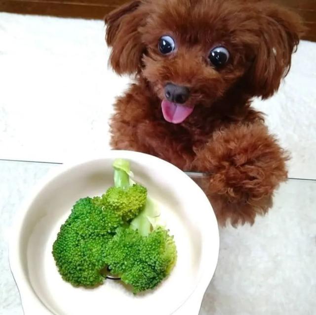 狗狗能吃西兰花吗，狗狗到底能不能吃蔬菜水果（狗狗饮食“红黑榜”）