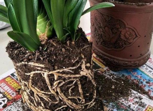 室内可以养的十大吉祥花，5种吉祥花