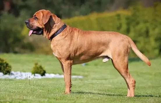 世界最大斗牛犬，世界上最大的斗牛犬是哪个品种（该狗重150斤）