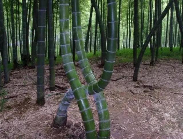 黄浦江的源头地图，黄浦江注入长江之处为何被称作吴淞口