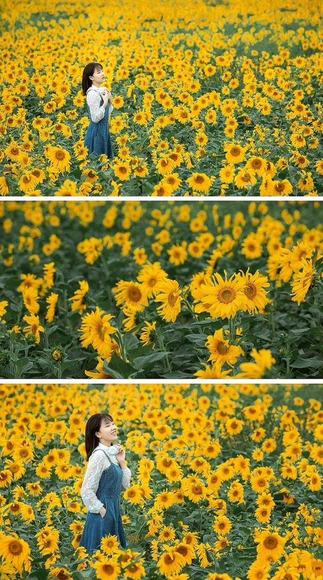 粉黛草向日葵彼岸花海...成都有多少惊喜，粉黛花海花期50天