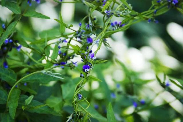 紫红色景观花卉，花卉紫色花卉
