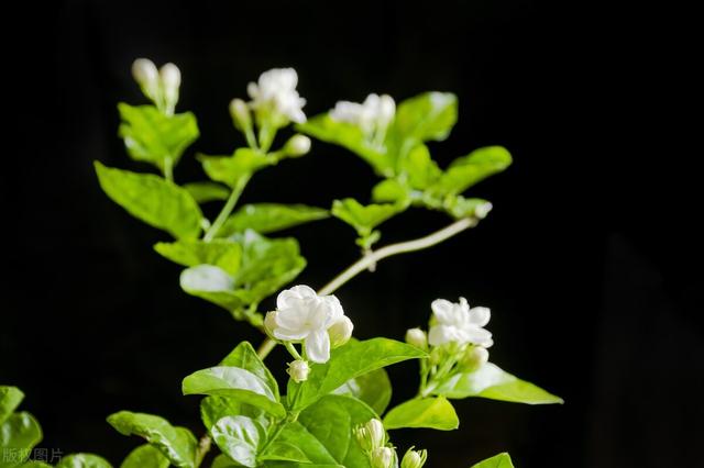 茉莉花什么季节开花，茉莉花什么时候开花最佳（什么时候换盆和修剪）