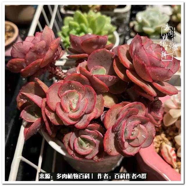 好养的容易上色的景天科多肉，景天科常见多肉图鉴不完全版D系列