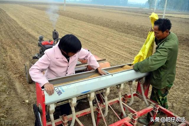 小麦的种植时间是什么时候呢，小麦播种即将开始