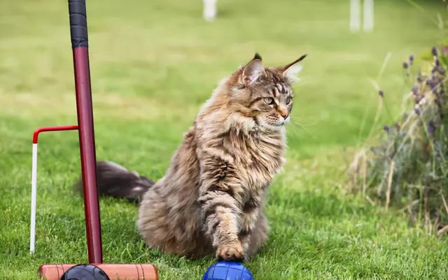 缅因猫好养吗新手能不能养缅因猫，缅因猫：别看我大