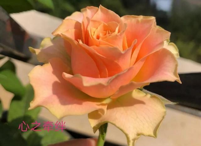 切花月季哪几个品种比较好，常见切花月季一览