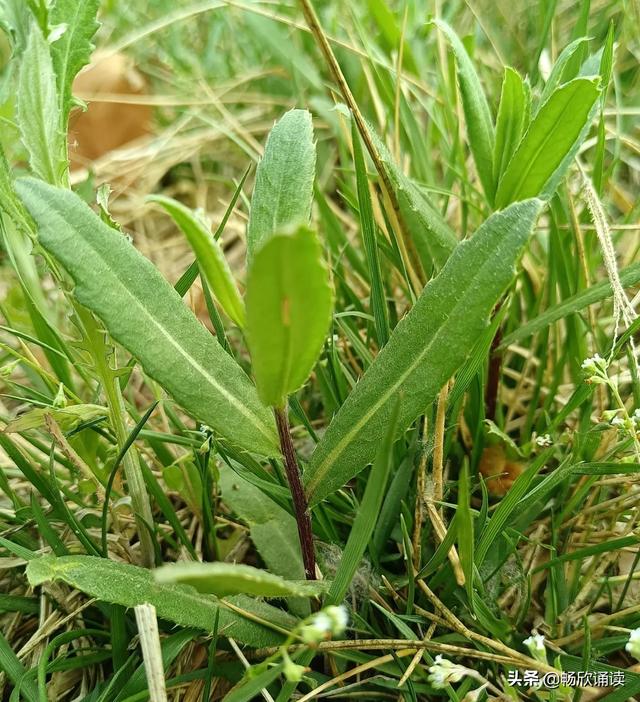 这么多野菜你认识几种，比韭菜还鲜嫩