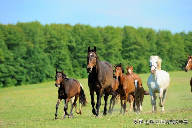 伯乐相马的故事概括，伯乐相马成语故事简介