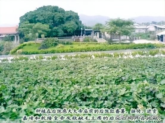 葛薯跟红薯的区别，农村一种野菜