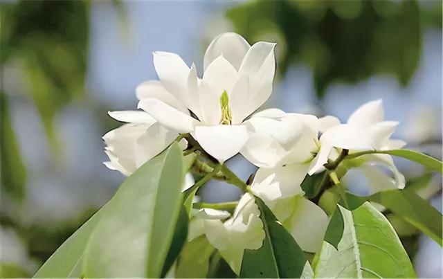 花卉图片及名称大全，常见绿植花卉及名称大全（100种常见花图鉴）