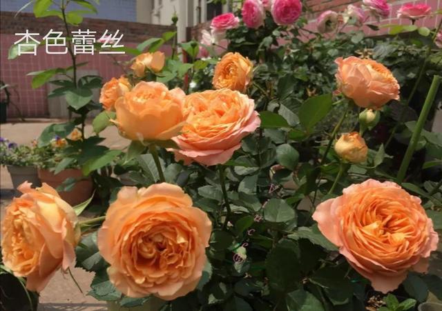 切花月季哪几个品种比较好，常见切花月季一览