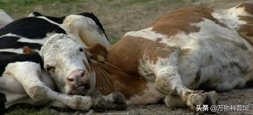 朊病毒到底是一种什么东西，千万别吃同类的肉