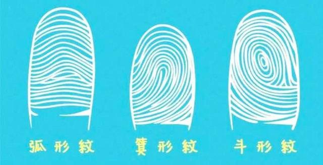 中华指纹奥秘图解，中科院发现指纹斗与簸箕的奥秘