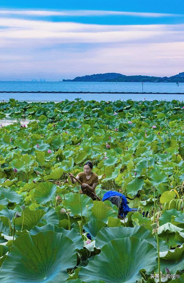 苏州天镜湖美景，太仓天镜湖畔一瞥