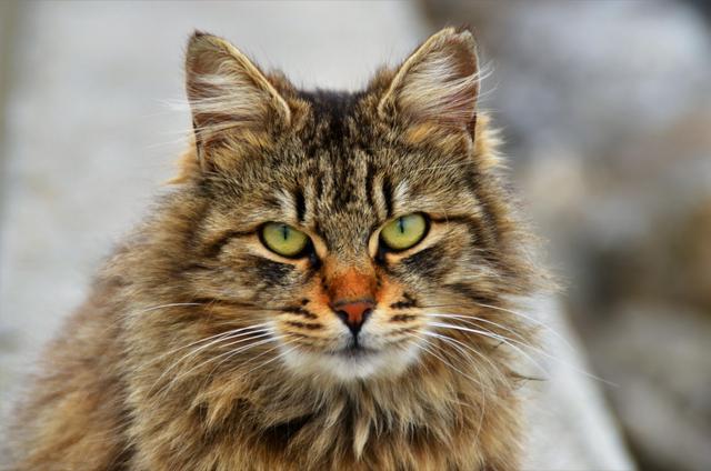 猫界最通人性的6种猫，最“通人性”的几种猫