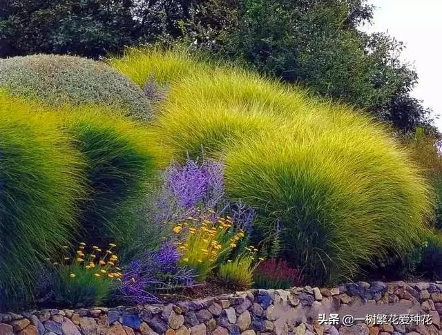 适合庭院养的草花，25种观赏草观叶赏花