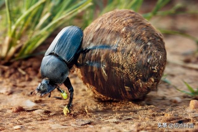 盘点童年玩过的十种昆虫，童年玩过的10种昆虫