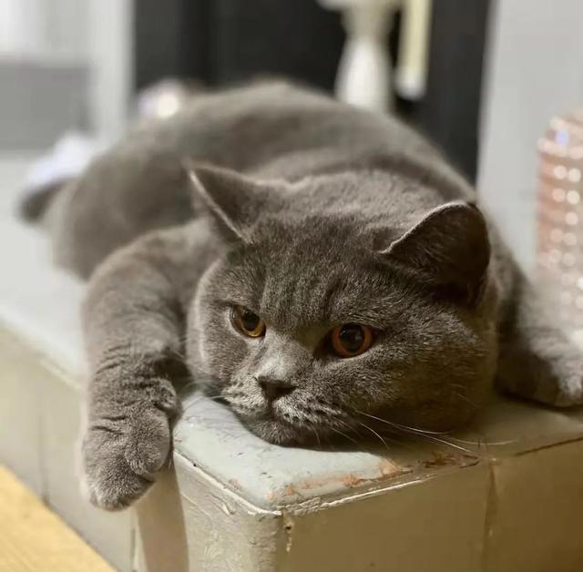 猫咪怀孕到下崽需要多久，猫咪生孩子也有最佳年龄