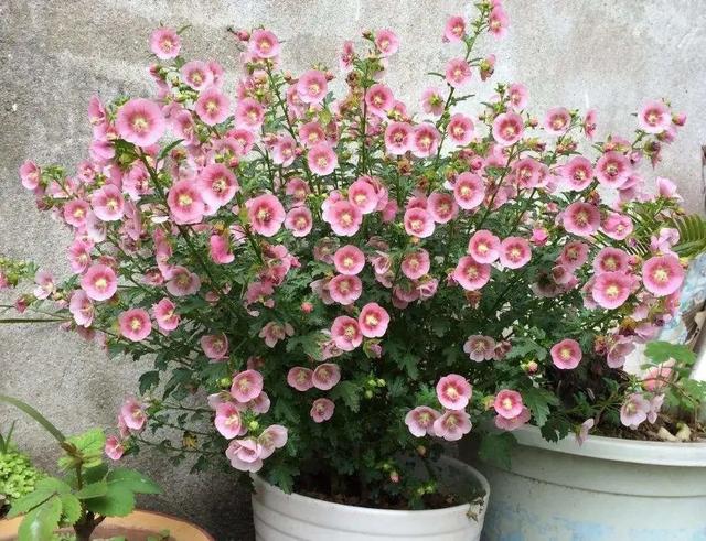什么花好看又好养，开花好看又好养的花卉（种一盆好看又好养）