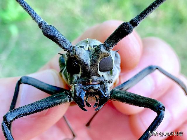 盘点童年玩过的十种昆虫，童年玩过的10种昆虫