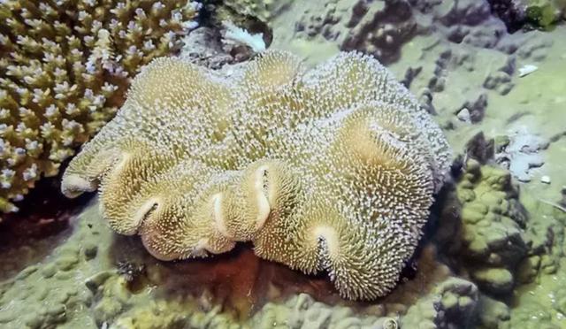 海缸新手教程，海缸入门介绍