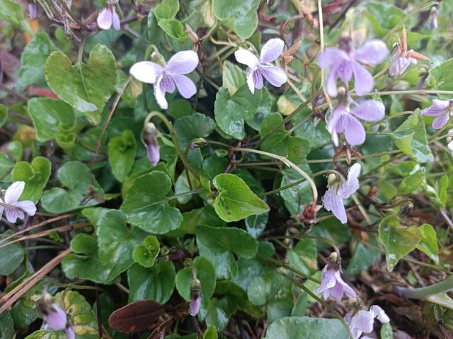 田边常见的如意草，常见心形草