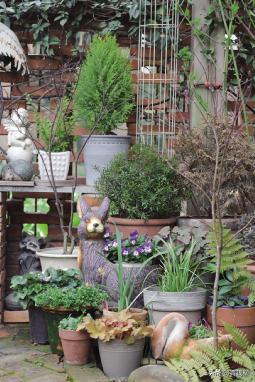 角堇从种子到开花，小花园年年增加的植物--角堇