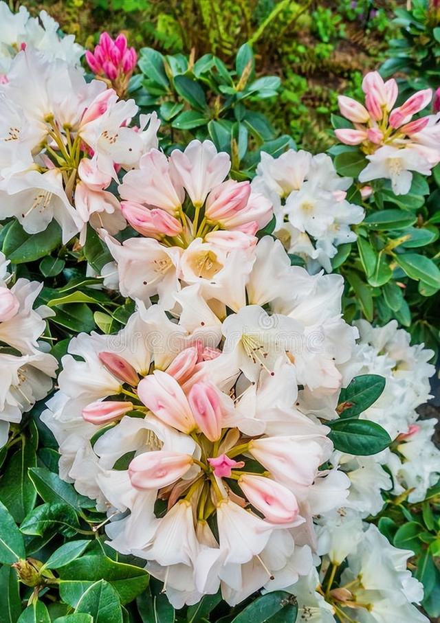 花开有期只为在最美时光里遇见你，一花一深情花如人生