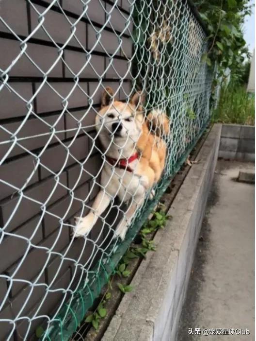 高清网图柴犬表情包，柴犬表情包合集