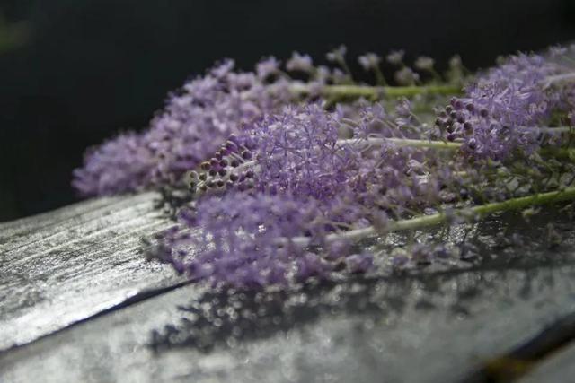 紫红色景观花卉，花卉紫色花卉