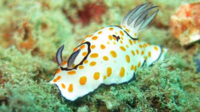 海神海蛞蝓危险吗，被称为“海上最美杀手”的海洋生物出现在南非海滩