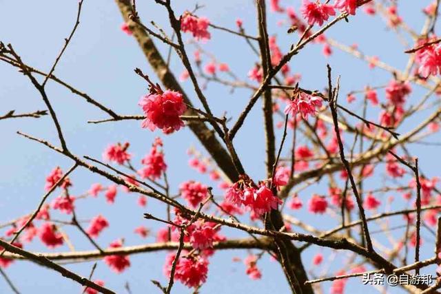 日本赏樱花著名景点，这些赏樱地等你打卡