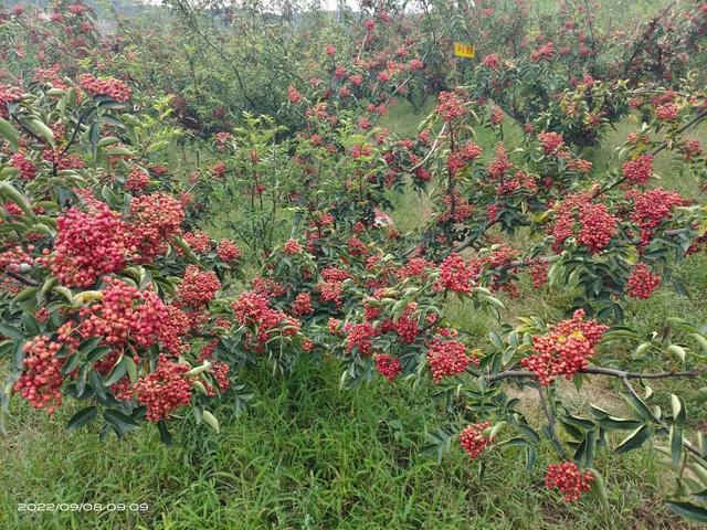 无刺花椒苗价格走势，大家都在找无刺花椒