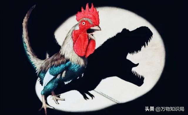 鸡是恐龙的后代，恐龙灭绝鸡是恐龙的后代（为啥长不成恐龙这么大）