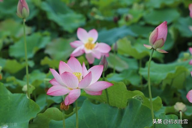 非常完美七夕特别节目，昔年中秋七绝诗